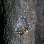 Maquira sclerophylla Bark