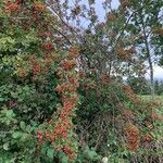 Crataegus azarolusFruit