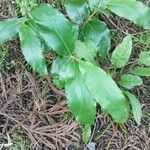 Hedychium gardnerianumFulla