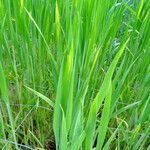 Triticum turgidum Leaf