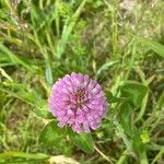 Trifolium pratenseFlor