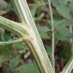 Chenopodium album Bark