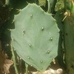 Opuntia dillenii Kora