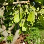 Acer diabolicum Fruit