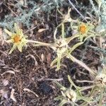 Pallenis spinosa Λουλούδι
