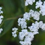 Stevia ovata Fleur