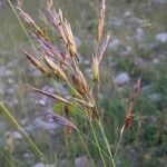 Bromus erectus Blüte