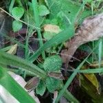 Salvia pratensis Leaf