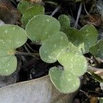 Dichondra microcalyx Habitus