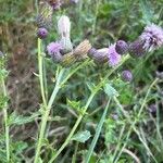 Cirsium arvenseKvět