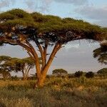 Vachellia tortilis چھال