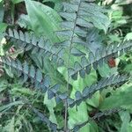 Adiantum latifolium Folha