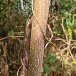 Ailanthus altissima خشب