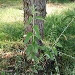 Elaeagnus angustifolia Frunză