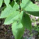 Aruncus dioicusFolio