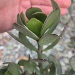 Senecio decaryi Hoja