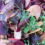 Lupinus texensis Hostoa