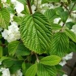 Viburnum plicatum Ліст