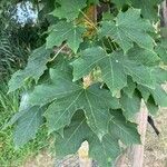 Acer platanoidesBlatt