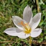 Crocus pulchellus 花