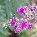 Linaria purpurea Květ