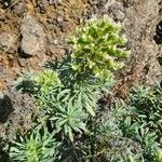 Echium brevirame Cvijet