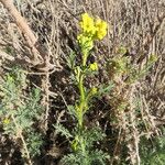 Descurainia bourgaeana Hoja