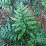 Polypodium californicum Hoja