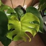 Monstera minima Blatt