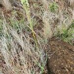 Albuca virens Hábito
