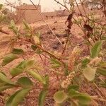 Combretum micranthum Blüte