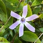 Vinca difformisКветка