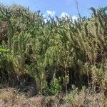 Cylindropuntia imbricata Hàbitat