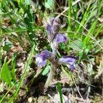 Orobanche nana Flower