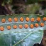 Lepisorus excavatus Leaf