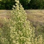 Baccharis neglecta Flower