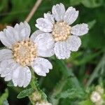 Achillea ptarmica ফুল