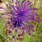 Muscari comosum Fula