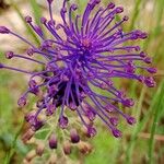 Muscari comosum Flor