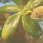 Tylecodon paniculatus Blad