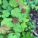 Viburnum sargentii Leaf