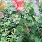 Barleria repens Leaf