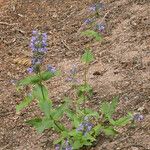 Penstemon anguineus Habitat