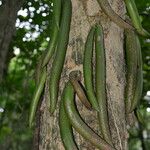 Parmentiera valerii Fruit