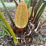 Cycas debaoensis Λουλούδι