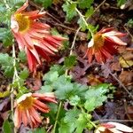 Chrysanthemum x grandiflorum Habit