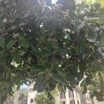 Ficus microcarpa Ліст