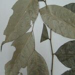 Geissospermum argenteum Otro