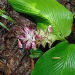 Curcuma pseudomontana Habit