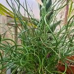 Juncus effusus Fuelha